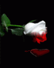 anim128160mobildesign.atw.hu_0001.gif